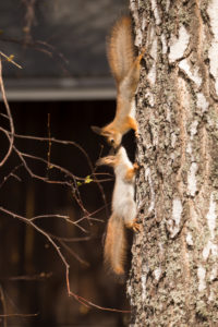 Young Red Squirrel (Sciurus vulgaris) greet each other on Birch Trunk, Springtime, Finland Young Red Squirrel (Sciurus vulgaris) greet each other on Birch Trunk, Springtime, Finland